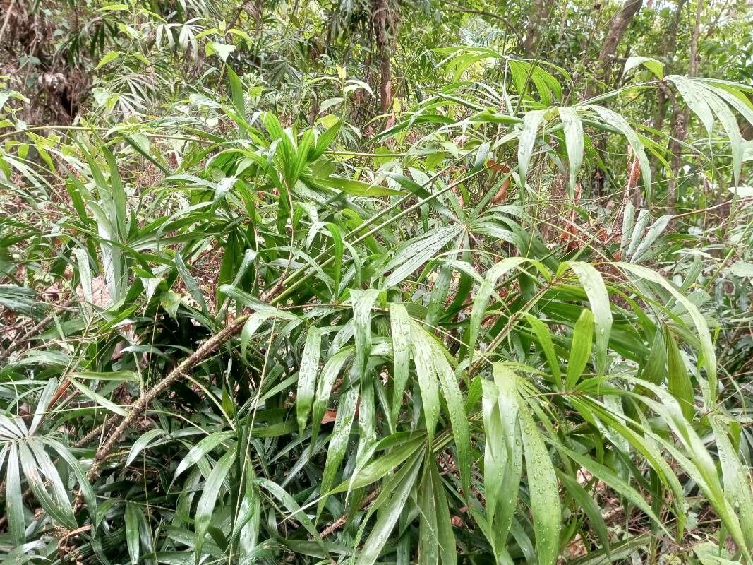 Calamus rheedei habit