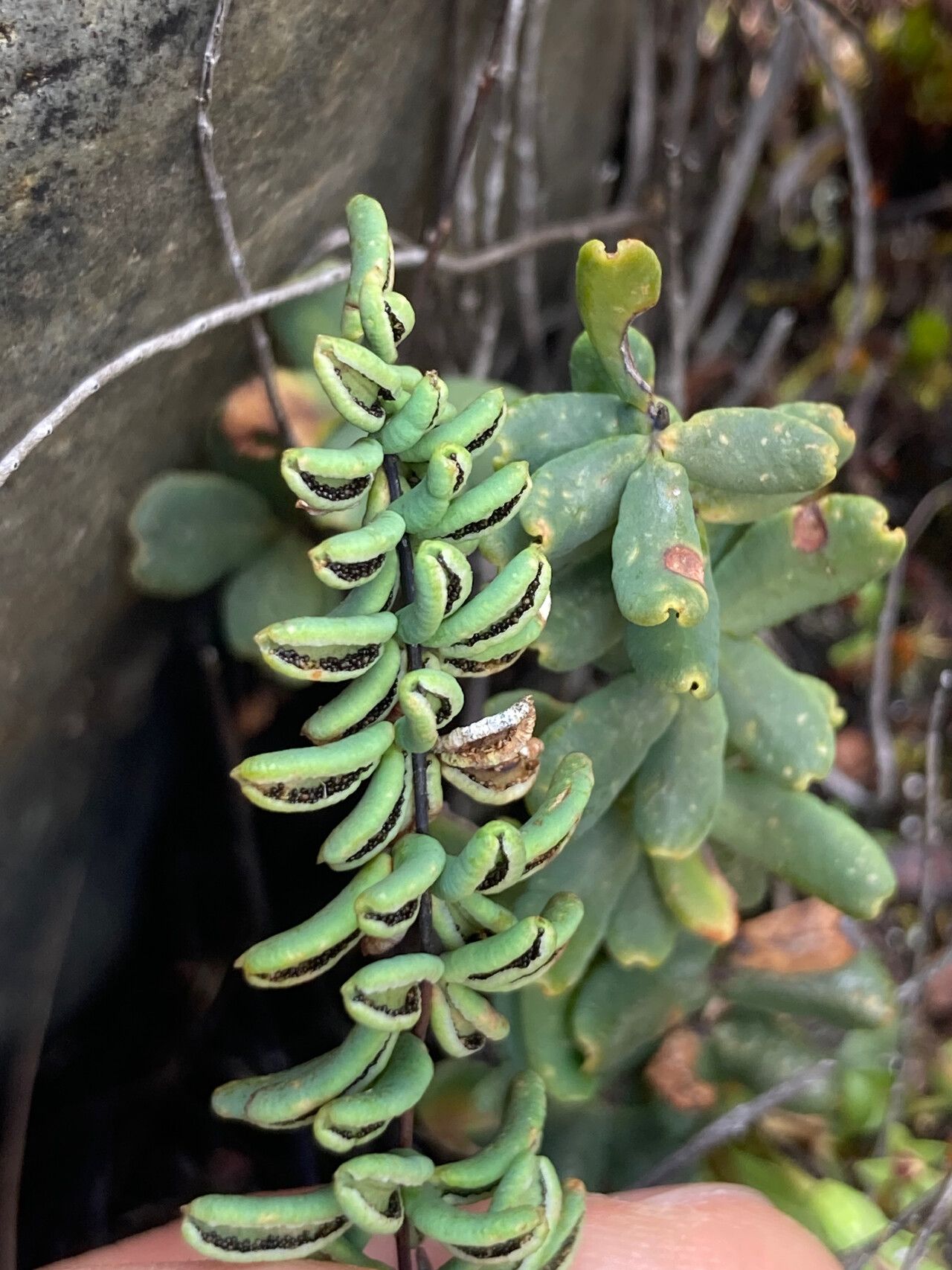 Hemionitis ternifolia fruit
