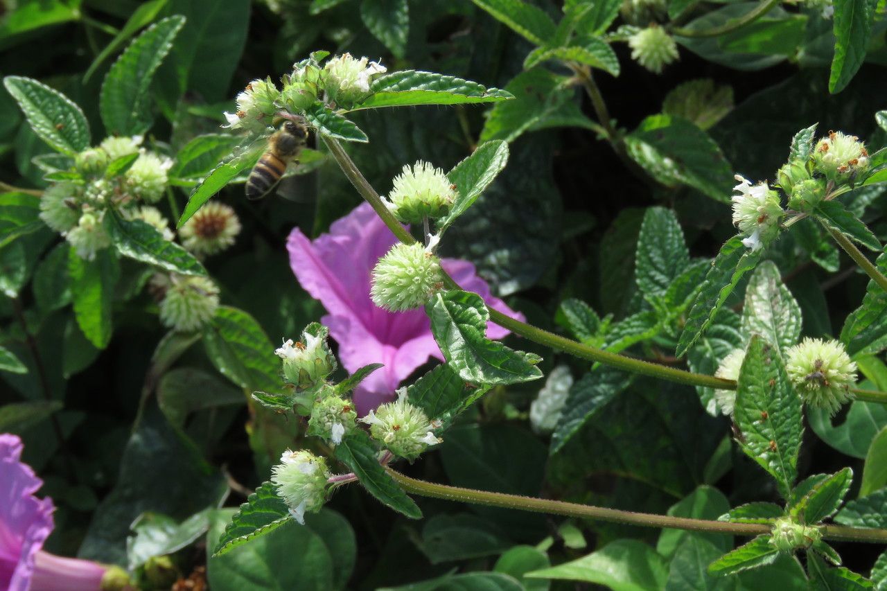 Hyptis atrorubens flower
