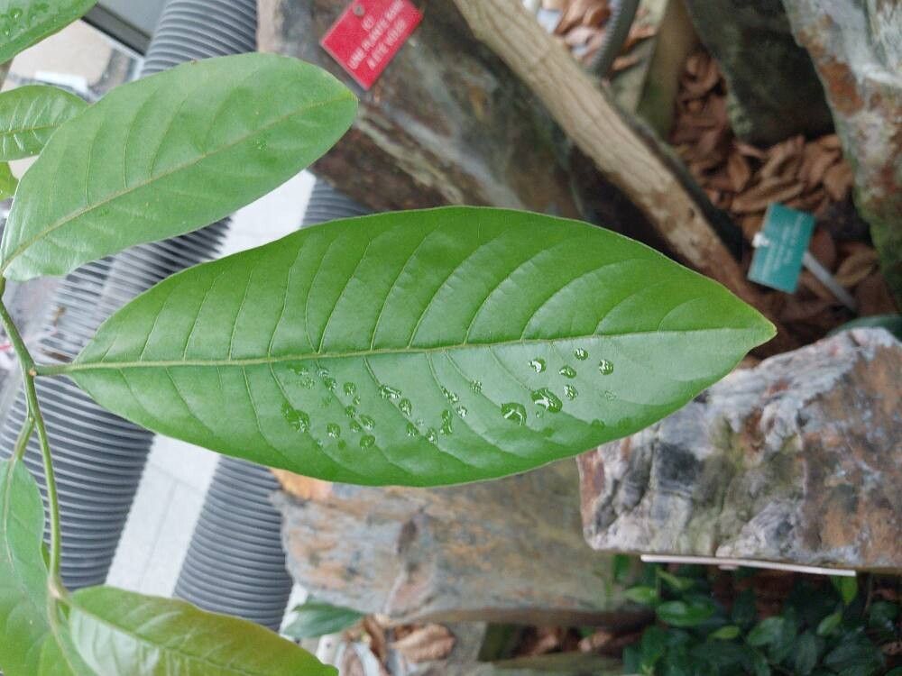 Terminalia citrina leaf