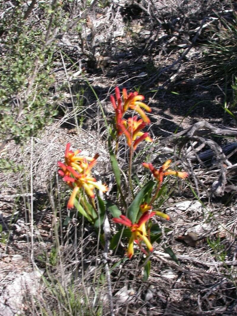 Anigozanthos humilis — related species from the same genus