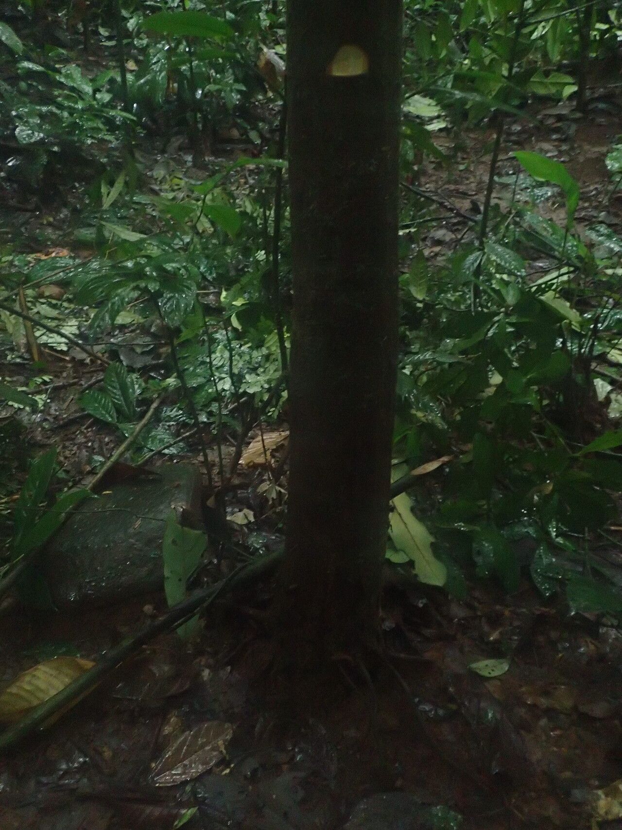 Piptostigma mortehanii bark