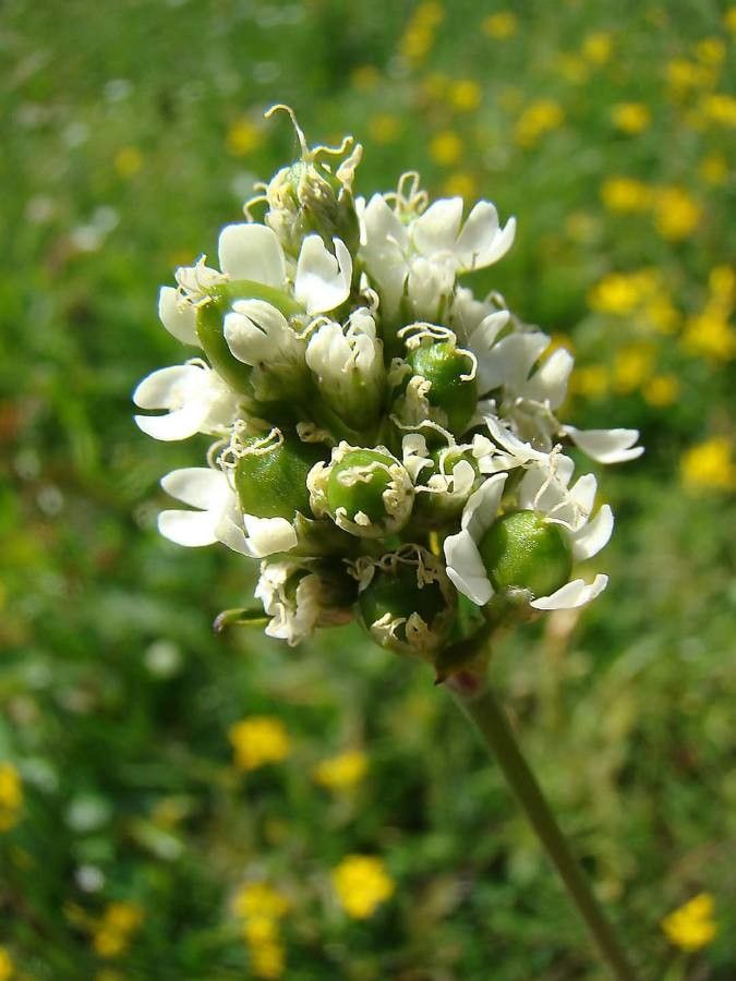 Silene roemeri fruit