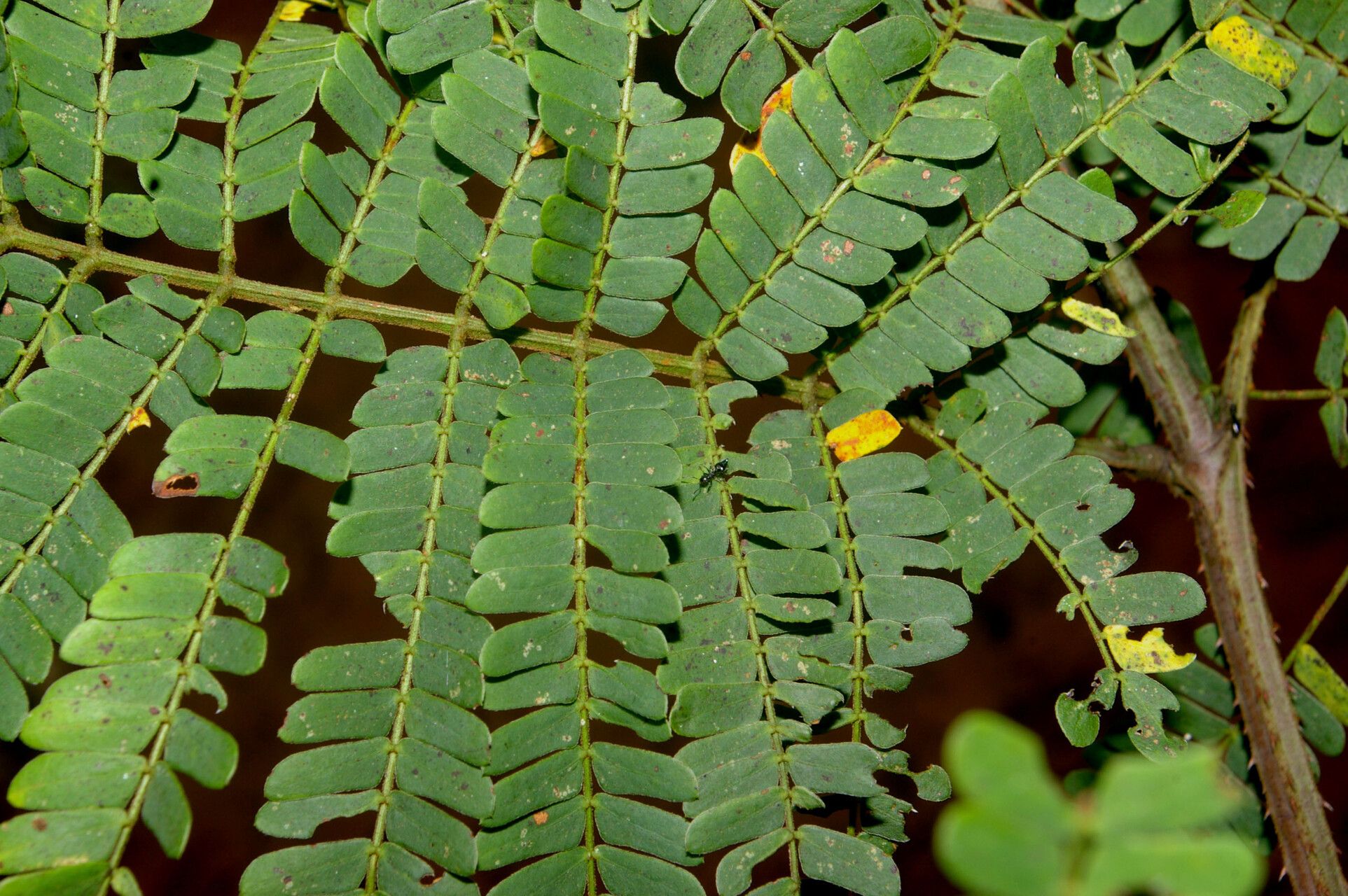 Mimosa myriadenia leaf
