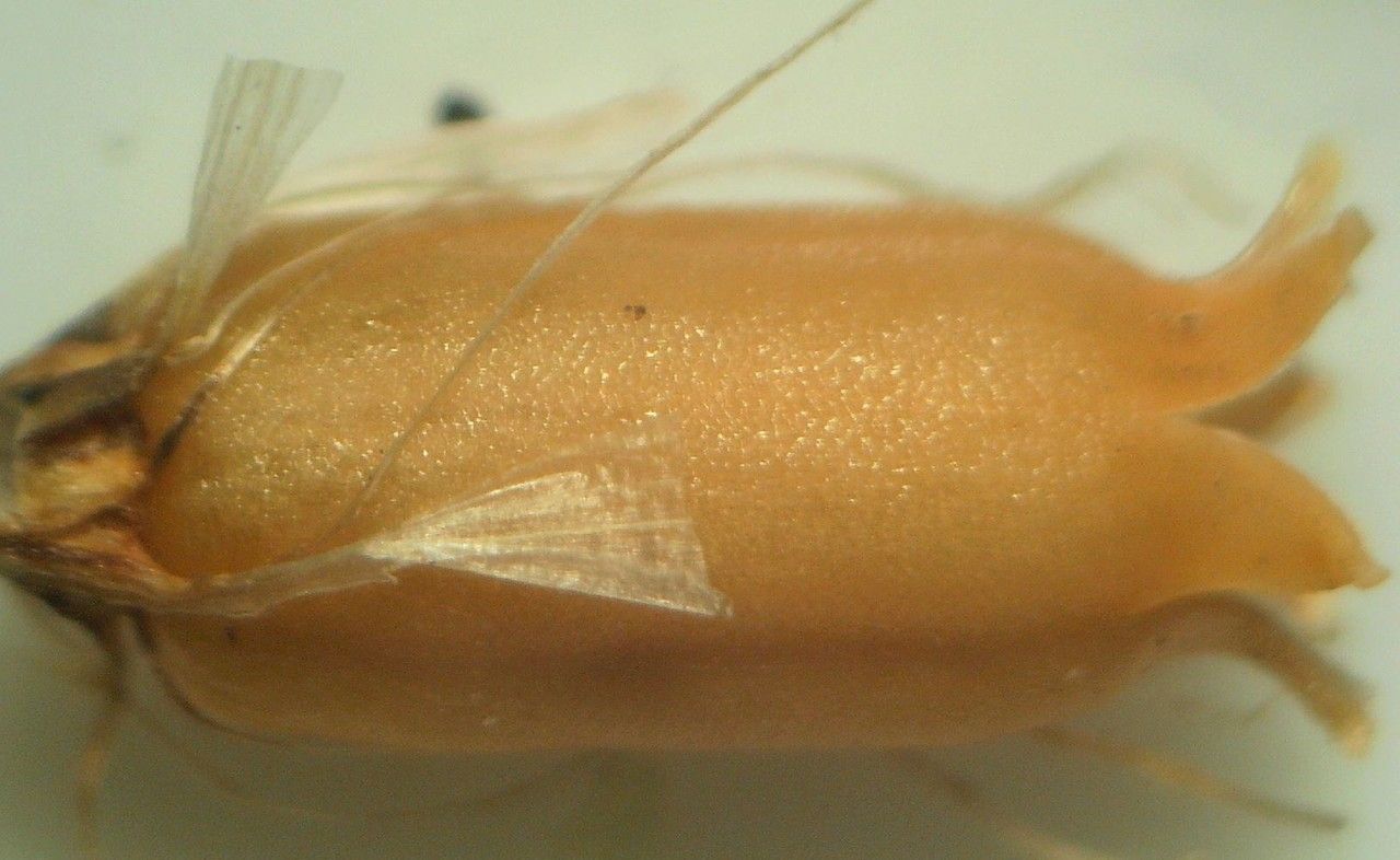 Silene scabriflora fruit