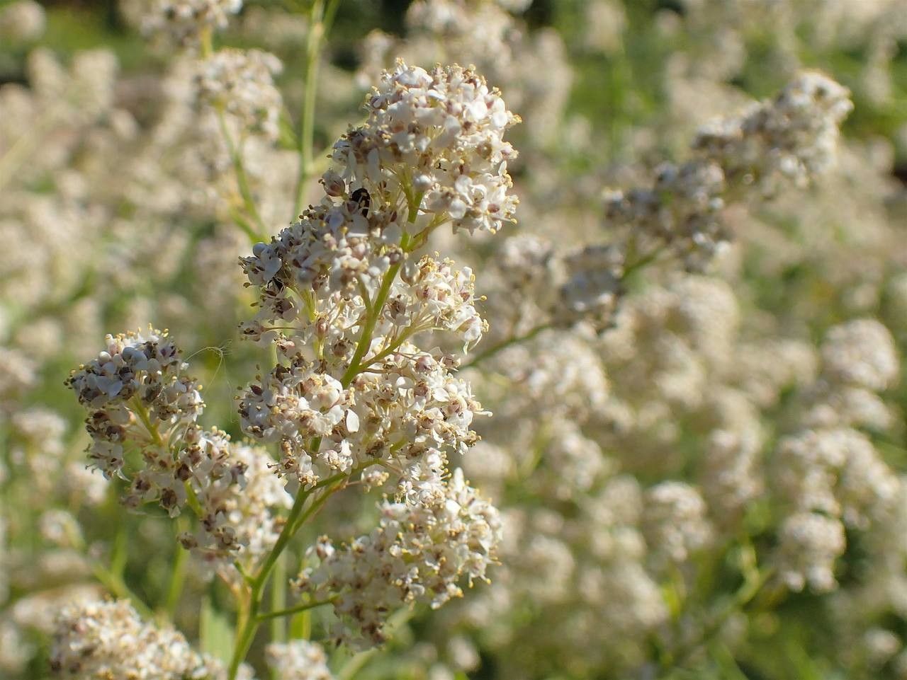 Lepidium latifolium fruit