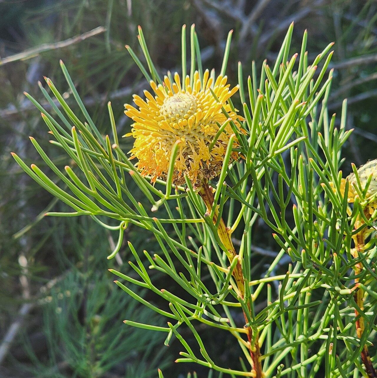 Isopogon anethifolius flower