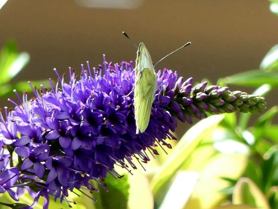 Veronica paniculata flower