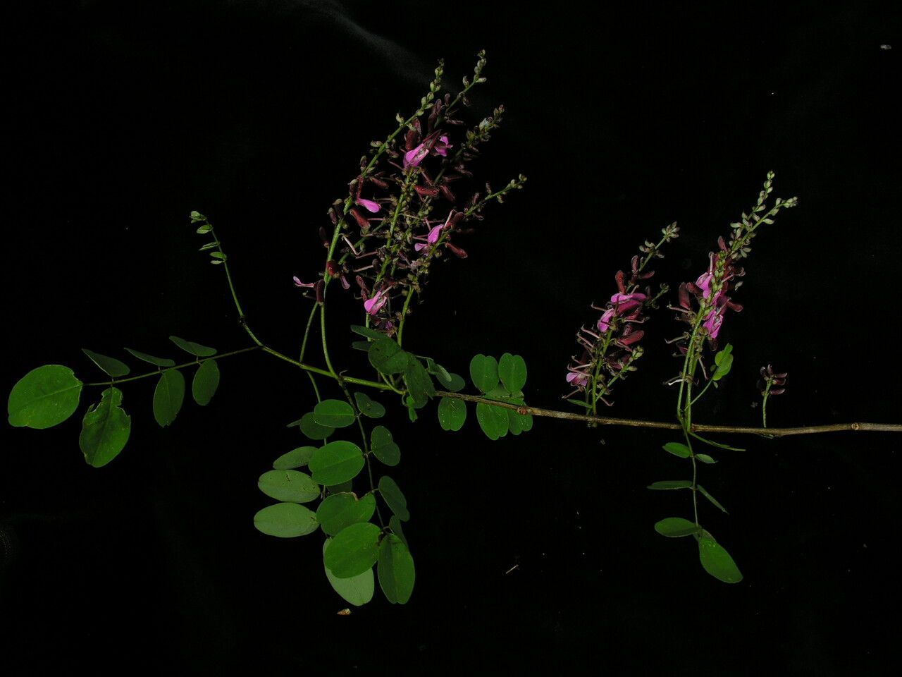 Indigofera hebepetala habit