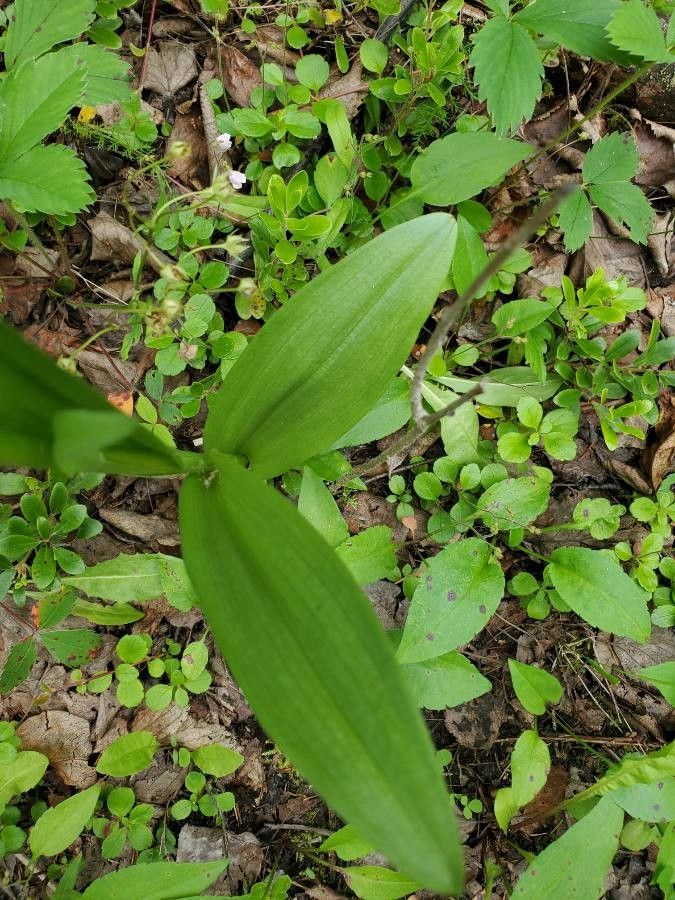 Platanthera aquilonis leaf