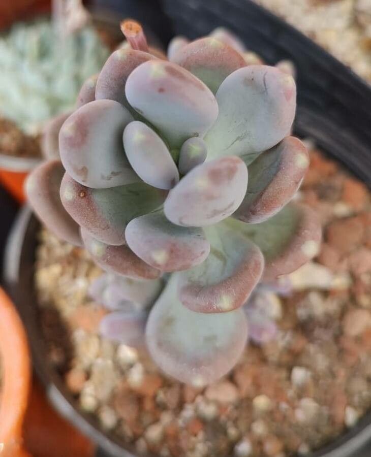 Pachyphytum glutinicaule — houseplant care guide