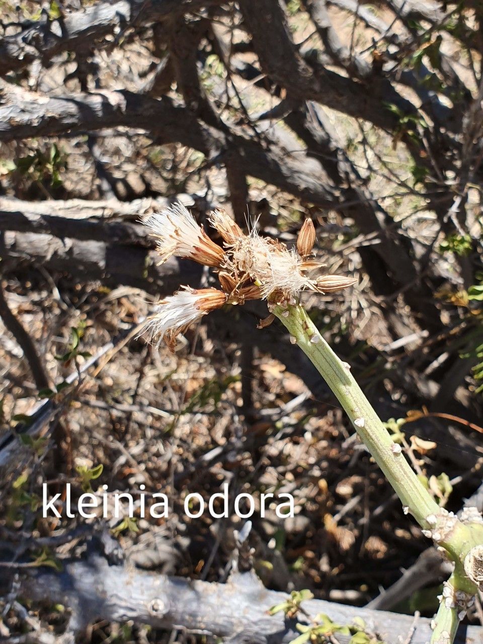 Kleinia odora fruit