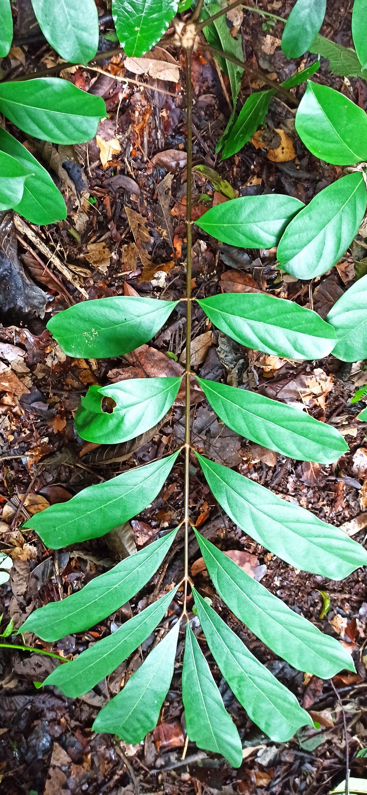 Carapa angustifolia — related species from the same genus