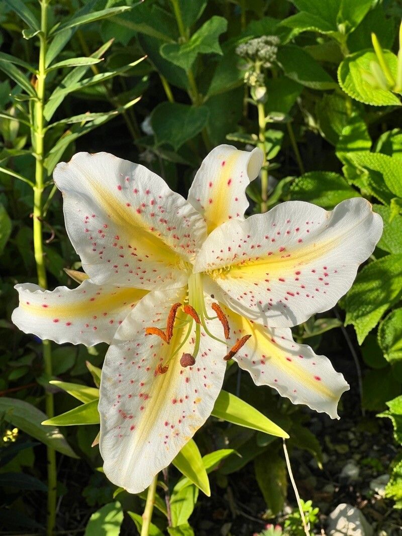Lilium auratum flower