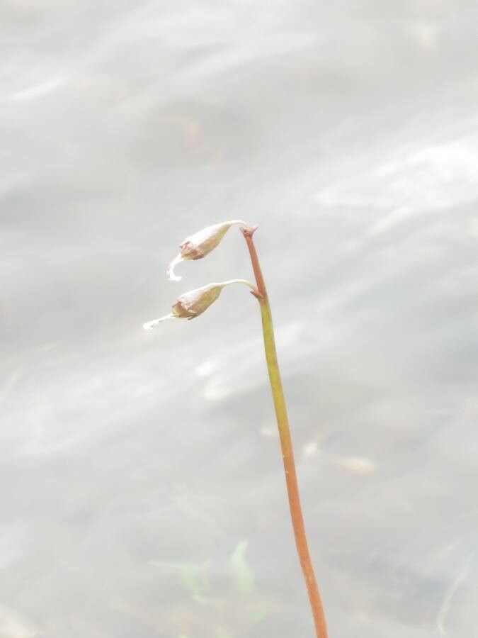 Lobelia dortmanna flower