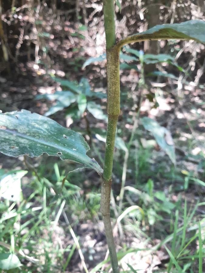 Arundinaria gigantea bark