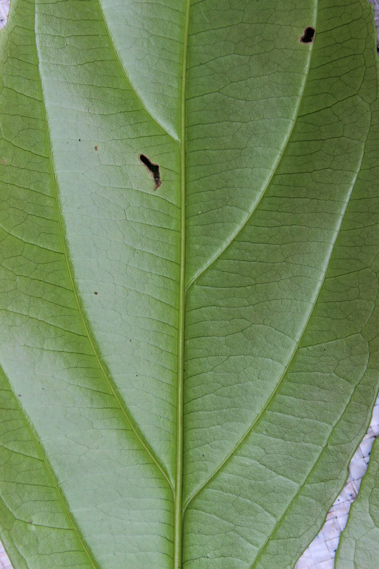 Rhodognaphalon brevicuspe — search result for 'Bombax'