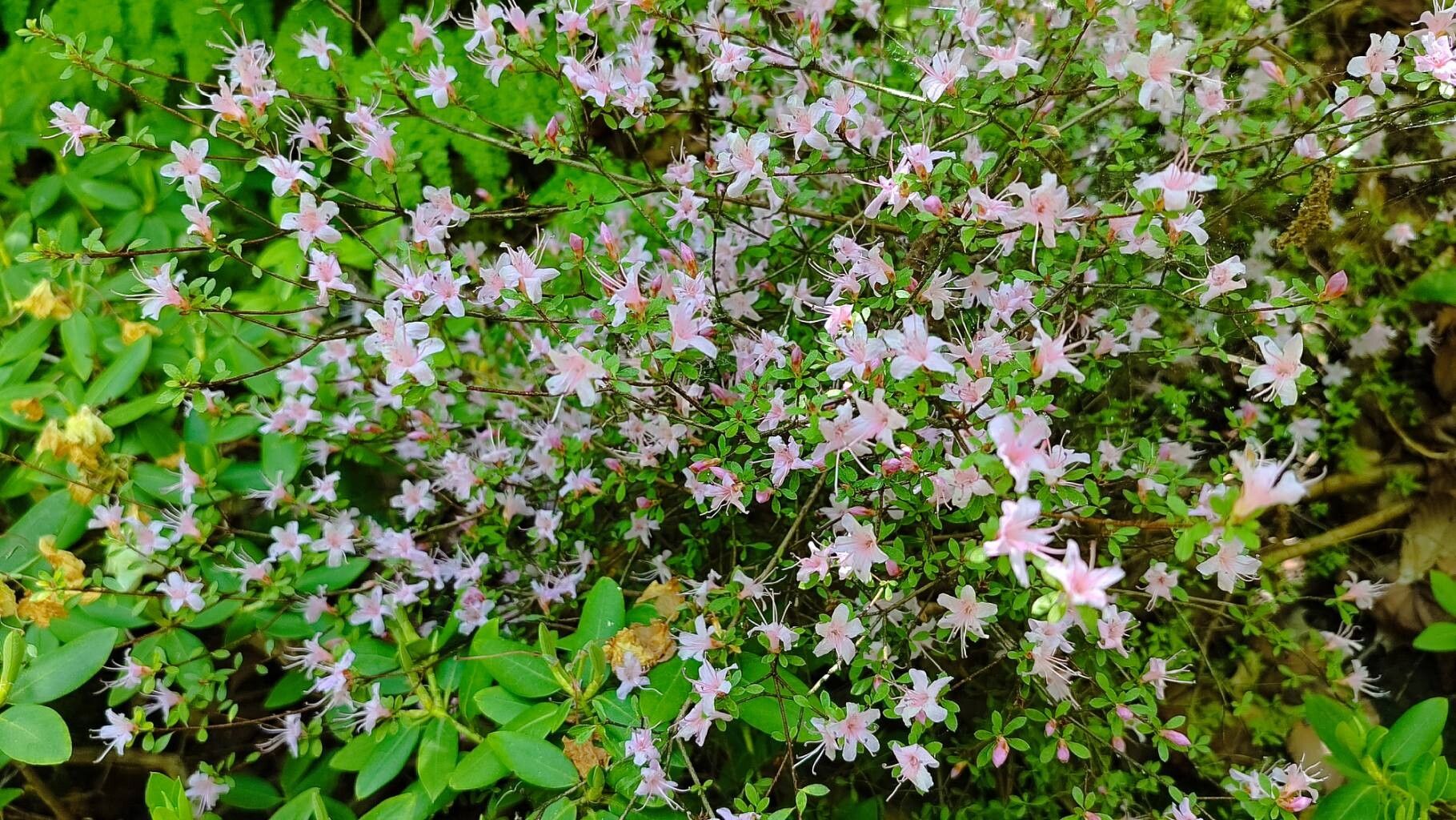 Rhododendron serpyllifolium habit
