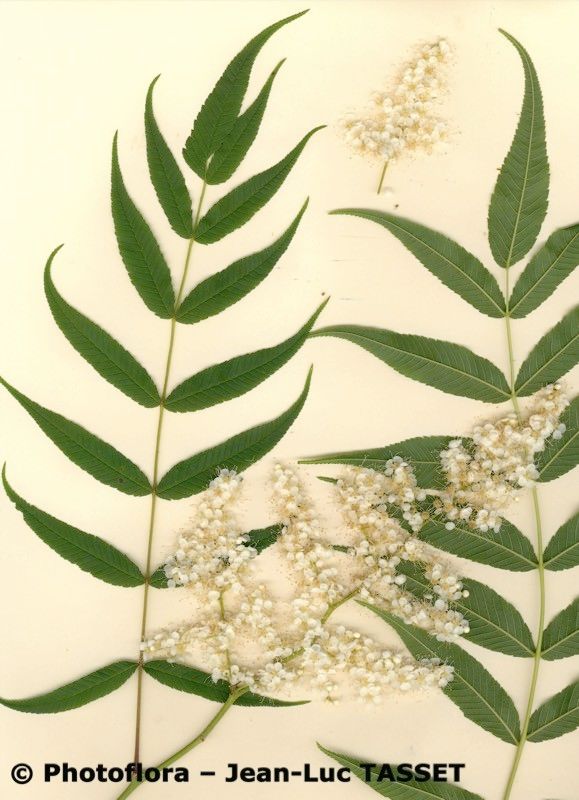 Sorbaria tomentosa flower