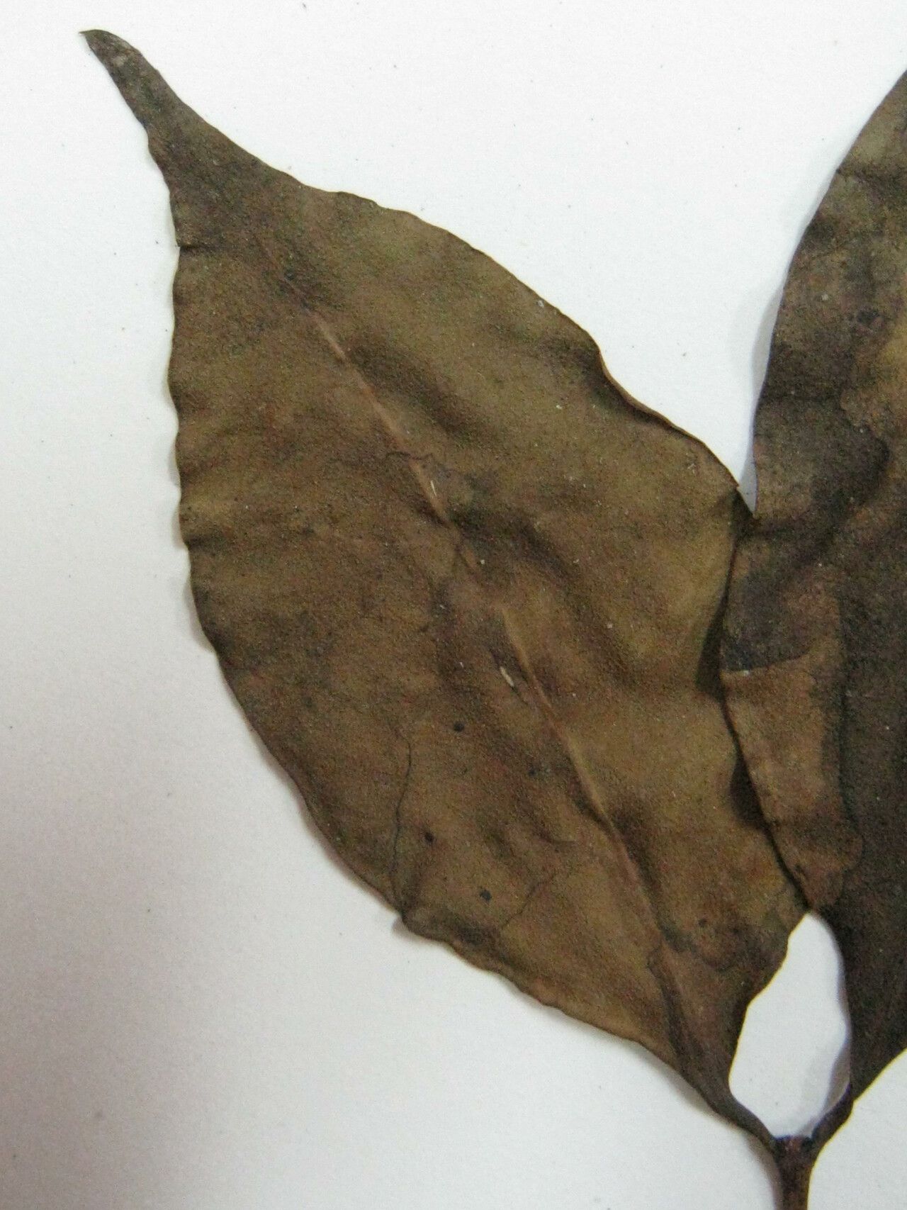 Mouriri oligantha other