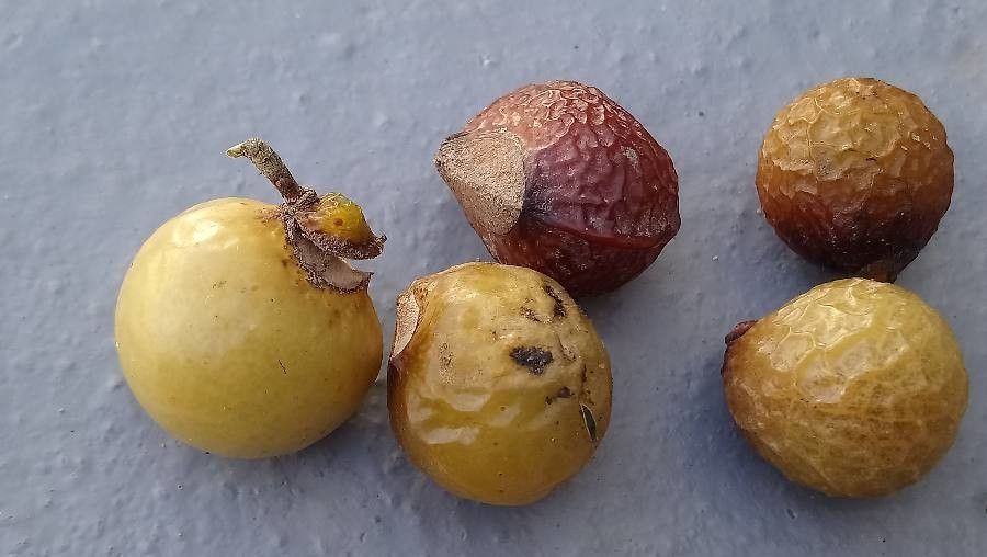 Sapindus mukorossi fruit