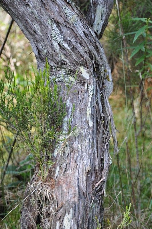 Erica arborescens bark