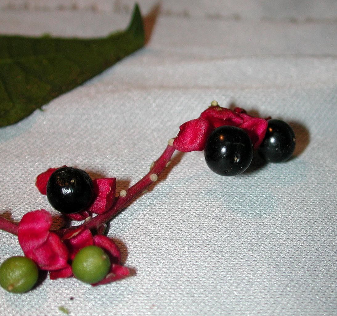 Trichostigma polyandrum fruit