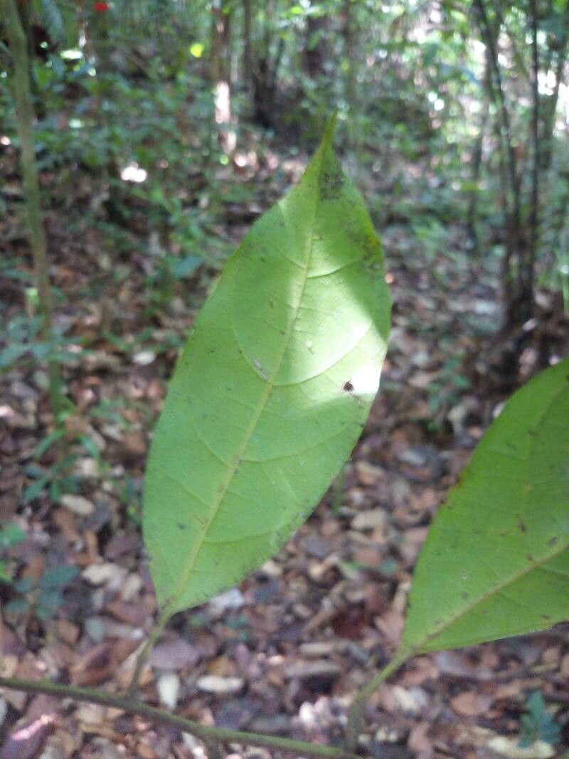 Rhodostemonodaphne rufovirgata leaf
