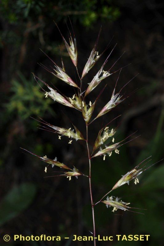 Helictochloa albinervis flower