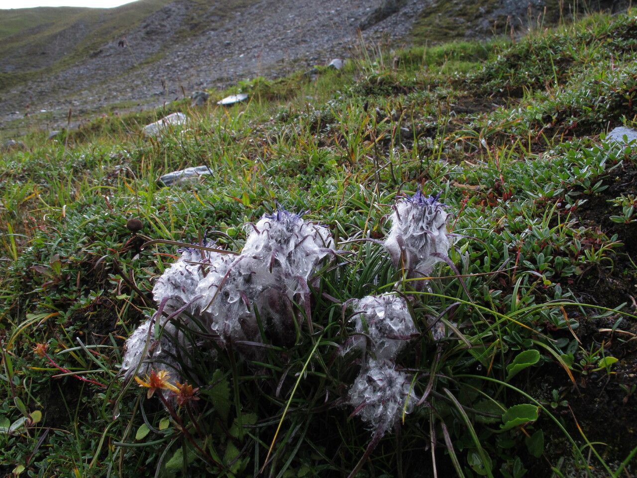 Saussurea graminifolia other