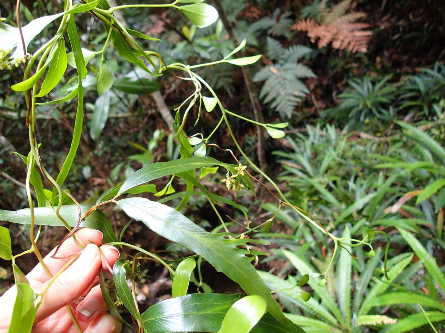 Lygodium hians habit