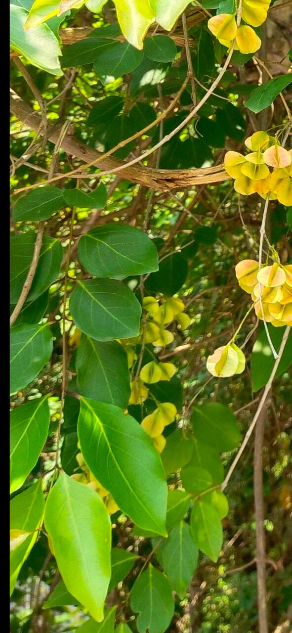 Combretum acuminatum