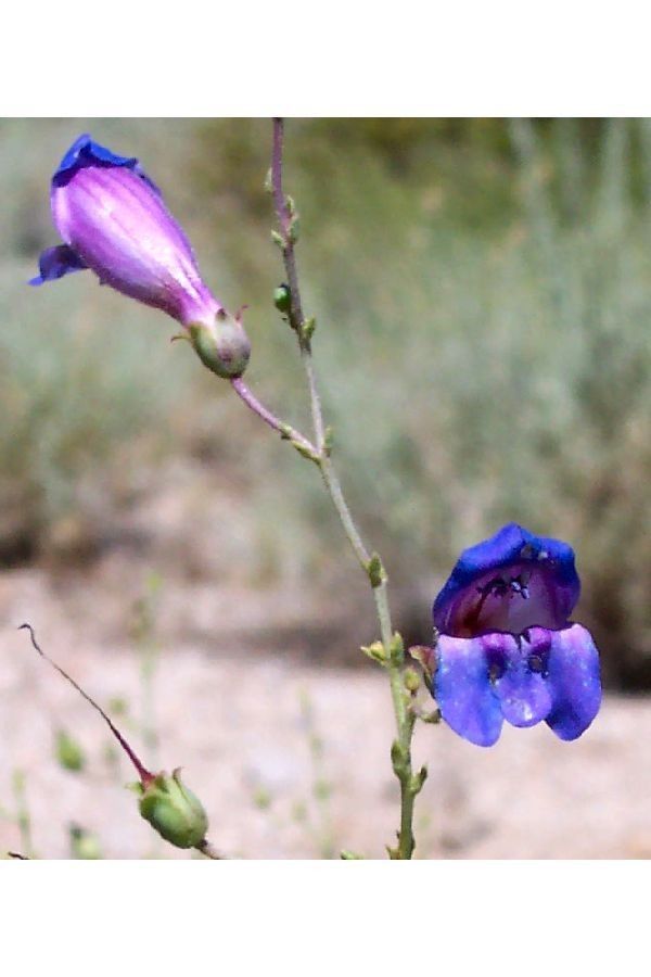 Penstemon incertus — search result for 'Penstemon'