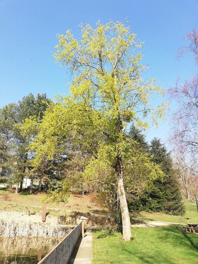 Populus koreana — search result for 'Populus'