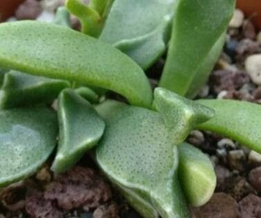 Rhombophyllum rhomboideum — related species from the same genus