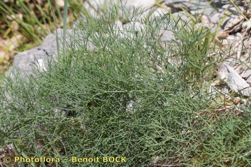 Seseli austriacum habit