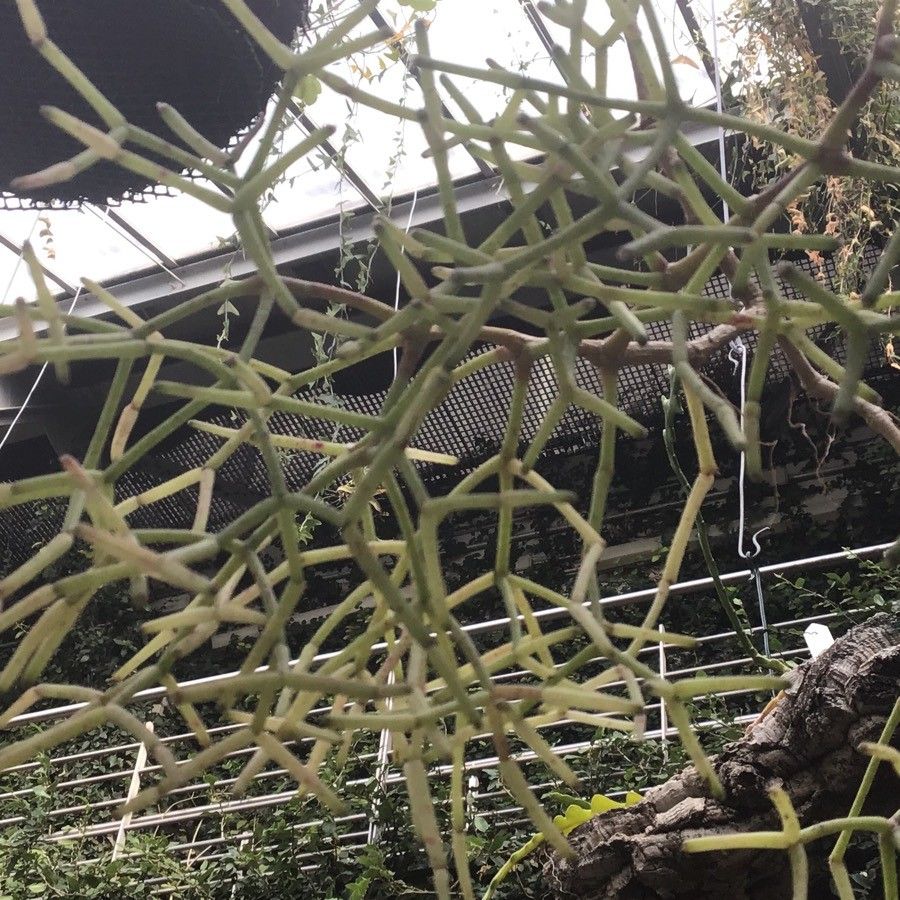 Rhipsalis clavata leaf