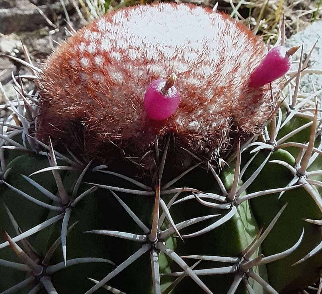 Melocactus lanssensianus habit