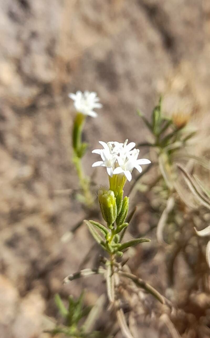 Stevia gilliesii flower