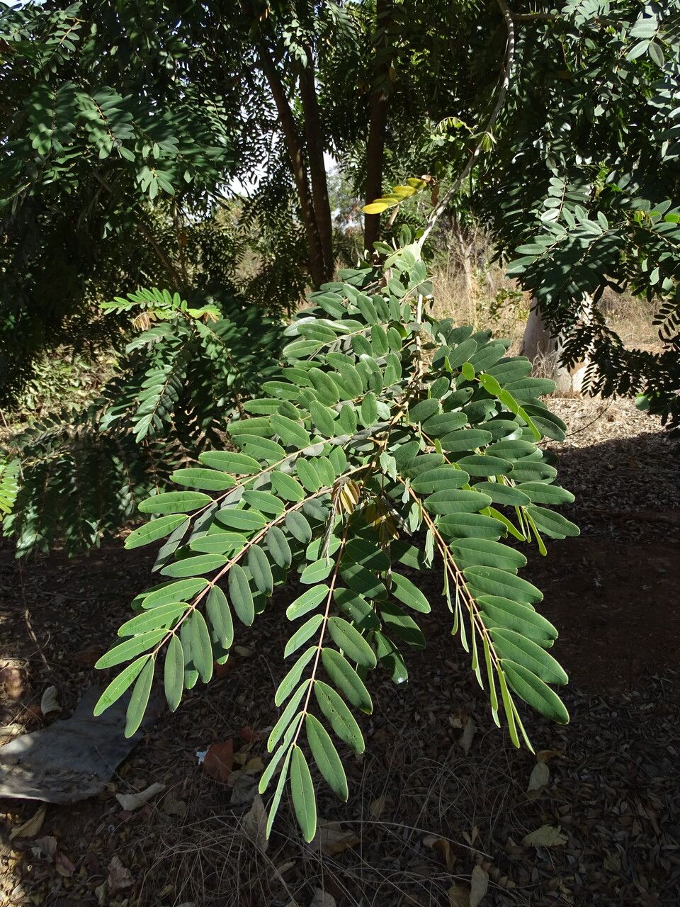 Parkia biglobosa — related species from the same genus