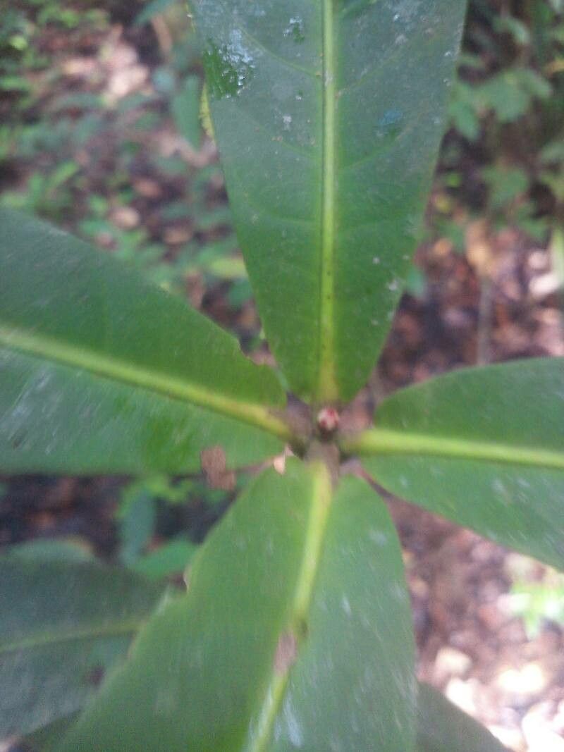 Ixora piresii — houseplant care guide