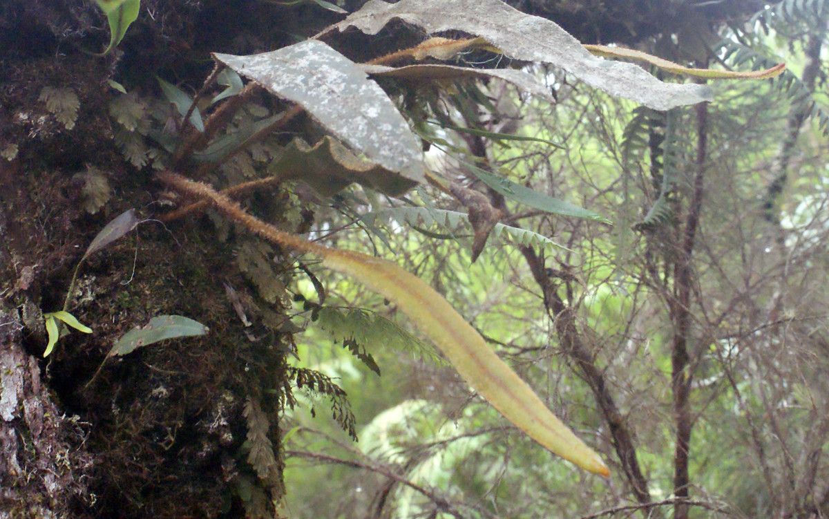 Elaphoglossum lancifolium habit