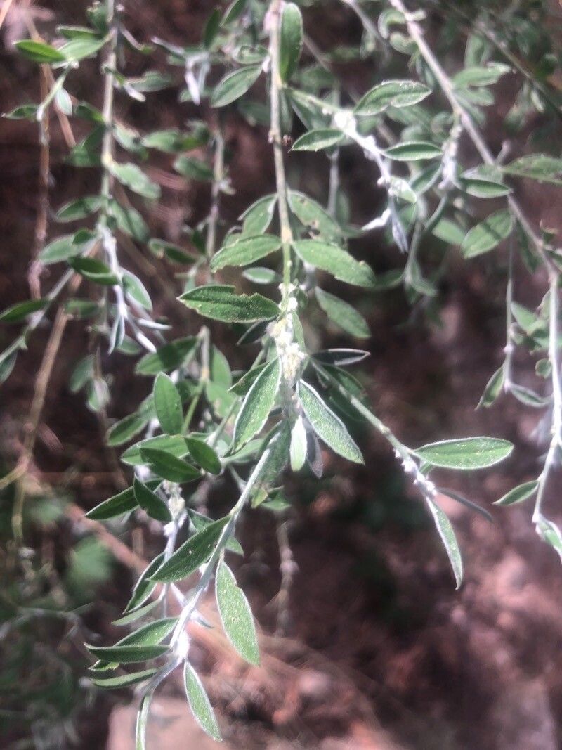 Genista florida leaf