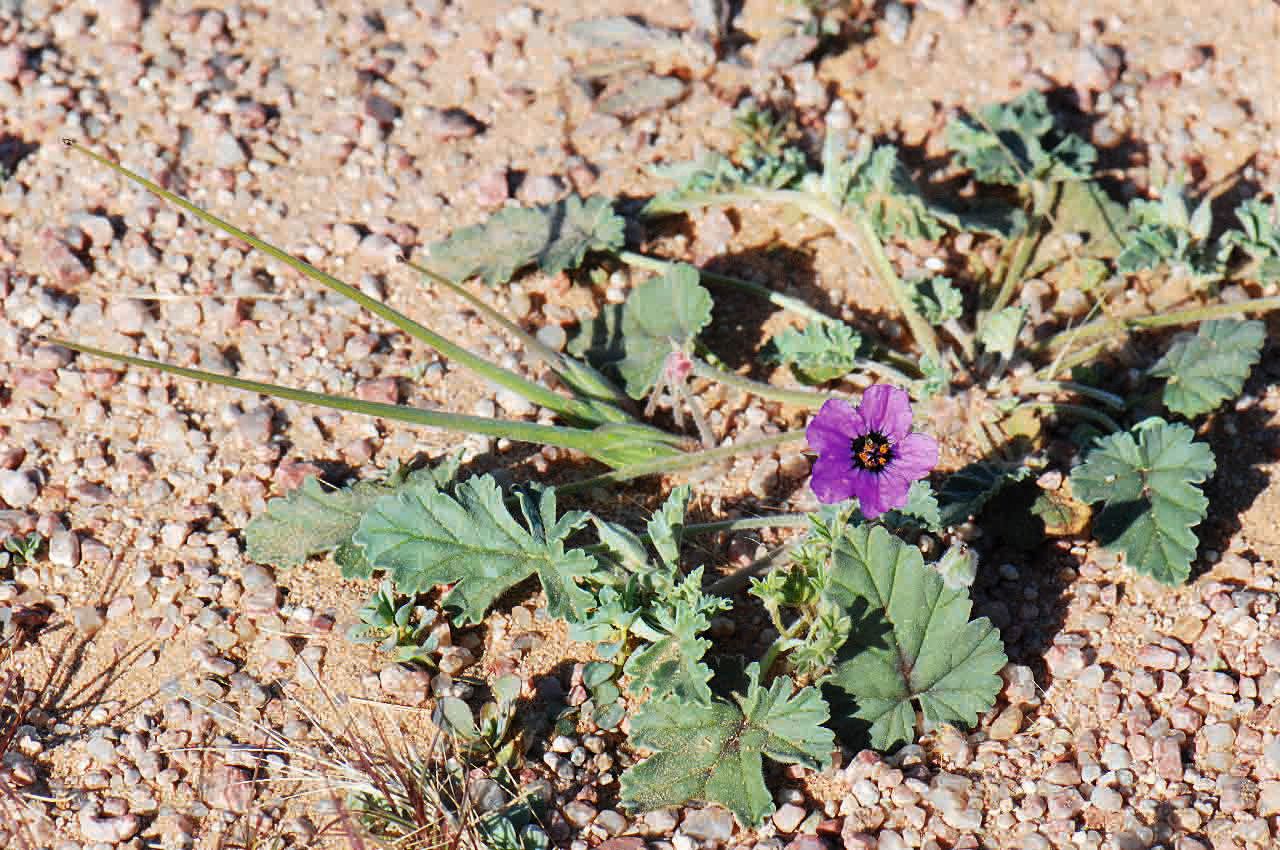 Erodium guttatum flower