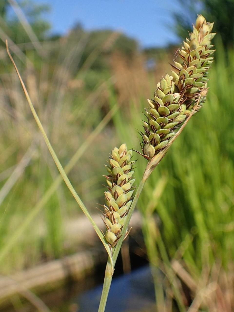 Carex buxbaumii fruit