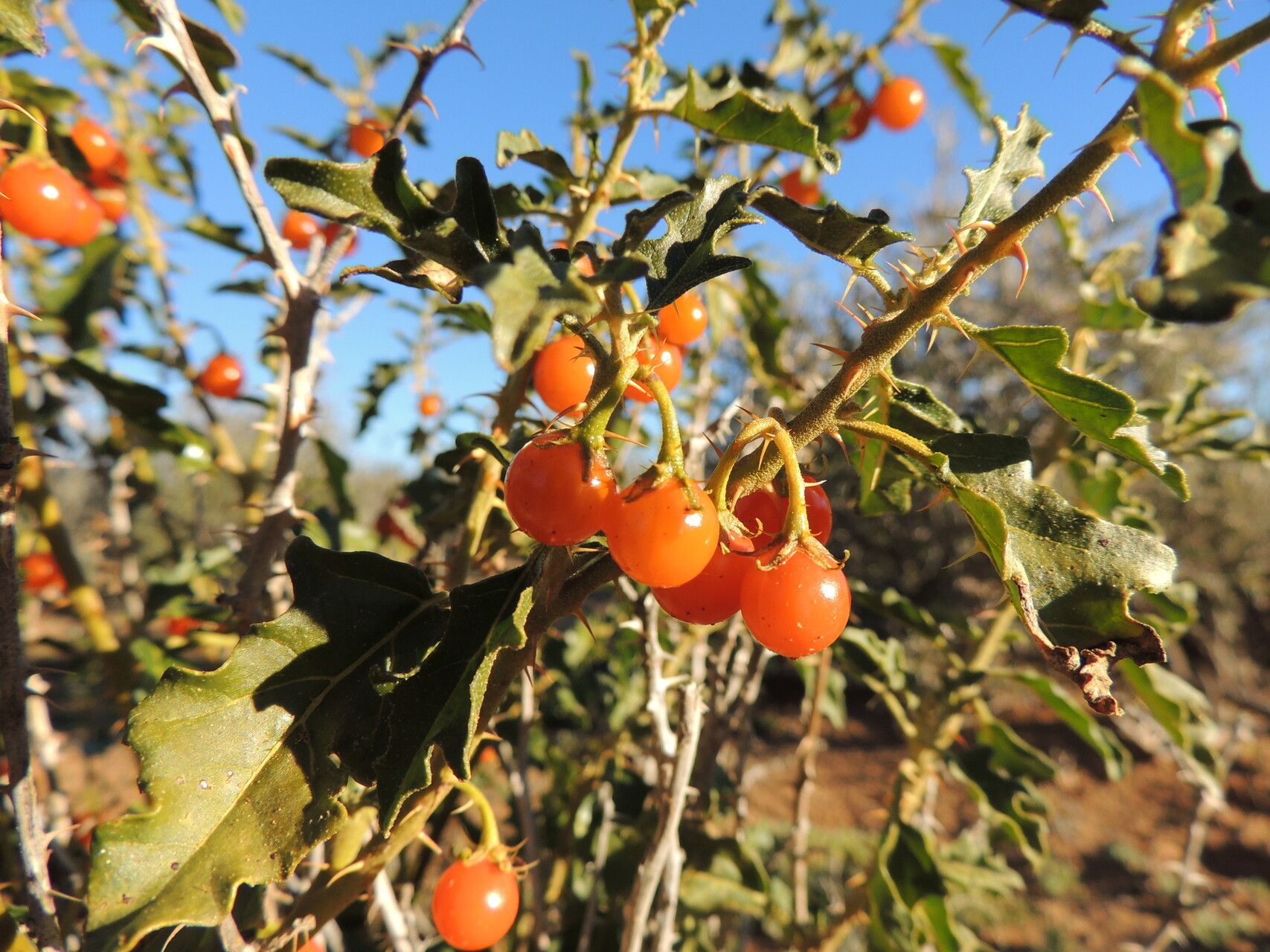 Solanum capense — houseplant care guide