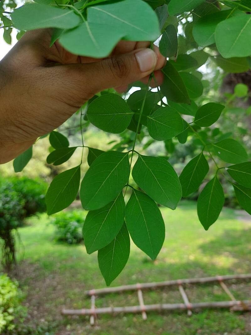 Millettia peguensis leaf