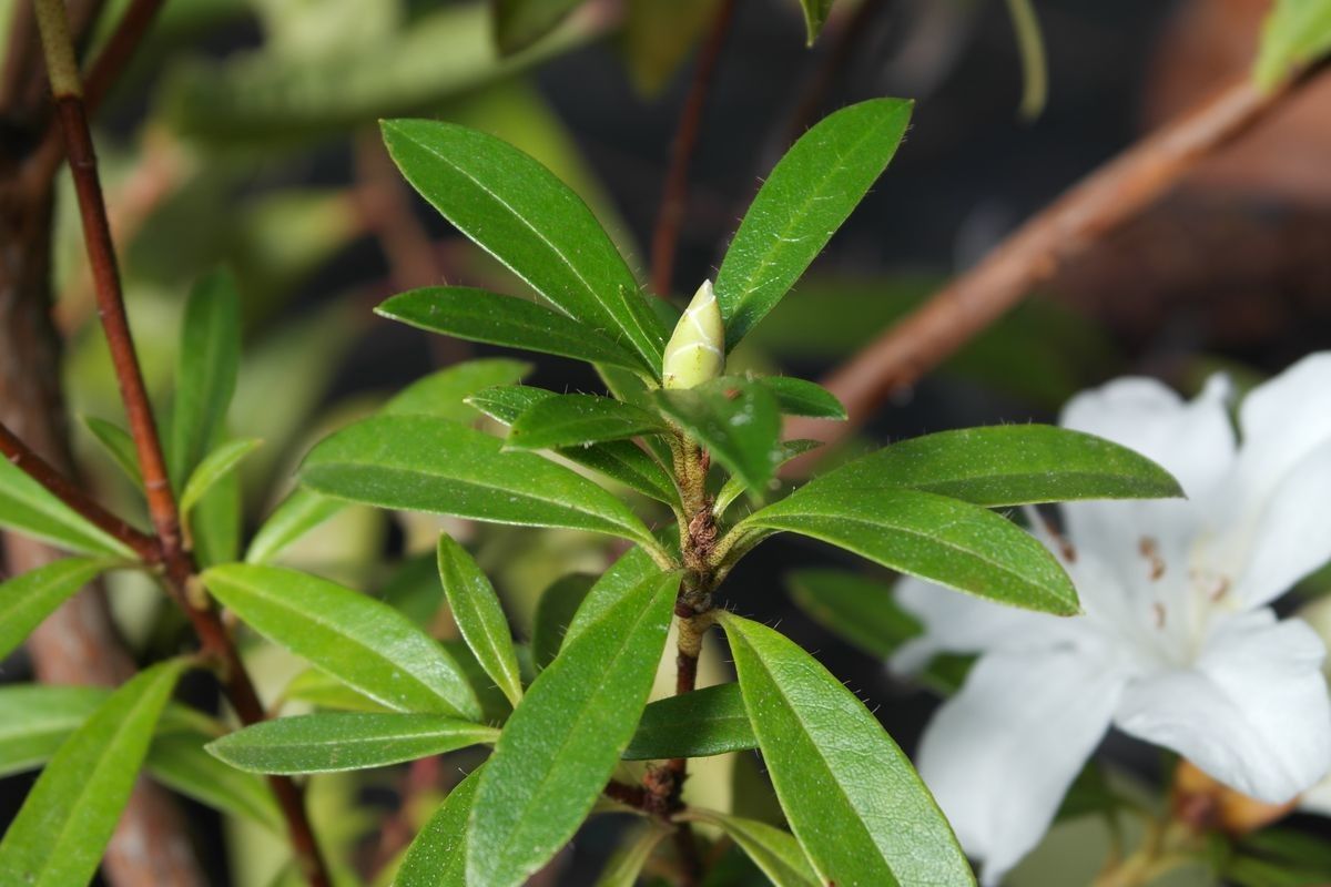 Rhododendron formosum — houseplant care guide