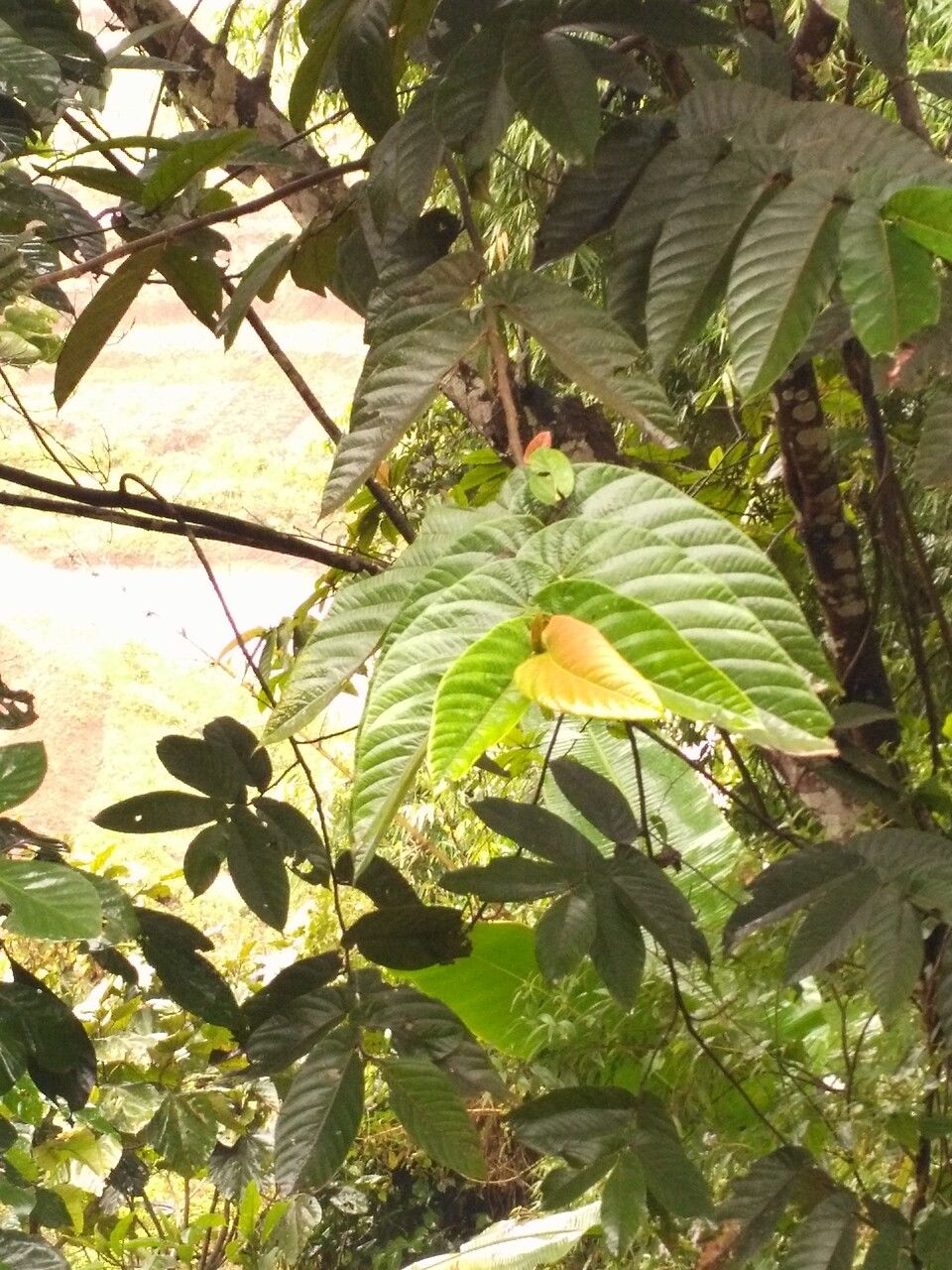 Neolamarckia cadamba — search result for 'Rubiaceae'