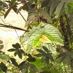 Neolamarckia cadamba